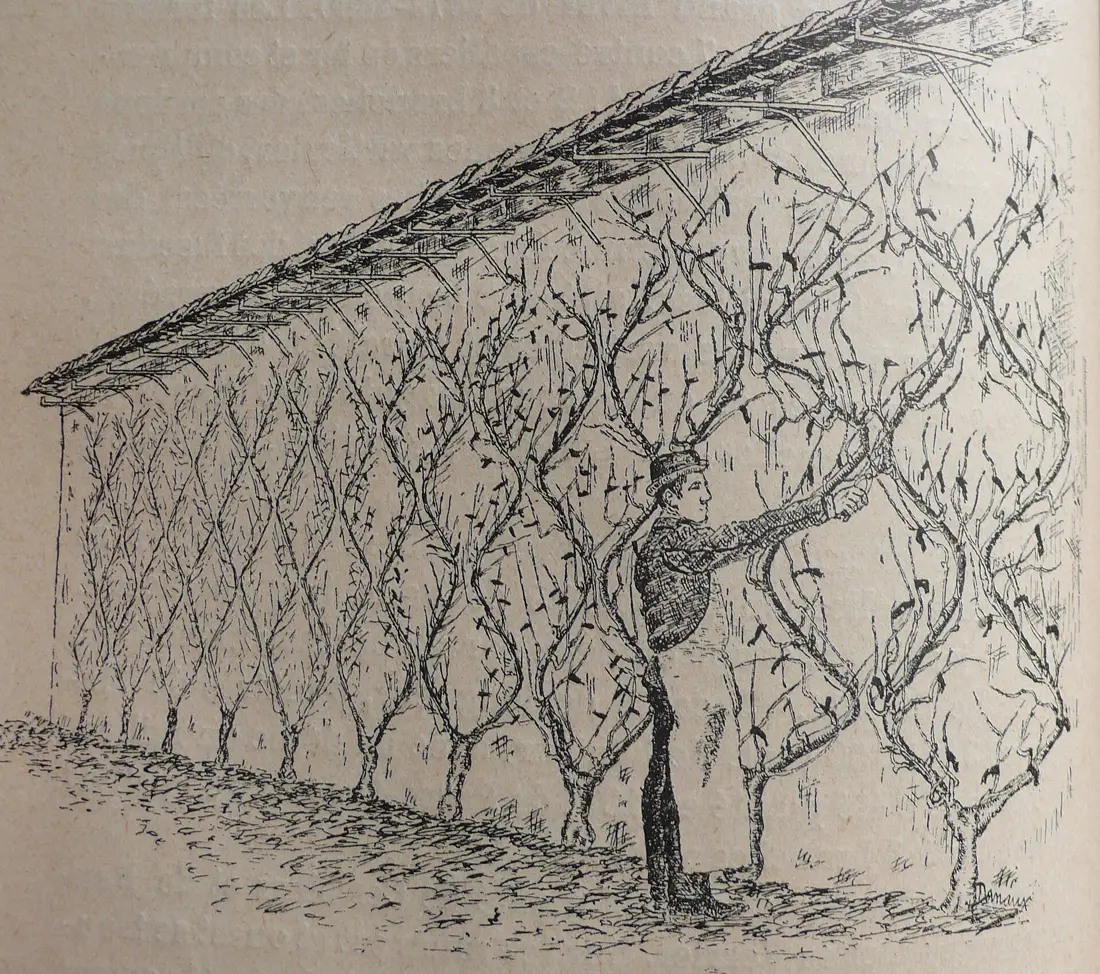 Dessin d'un long mur couvert de pêchers conduits en espalier, leurs branches ondulées attachées au mur ; un jardinier en tablier, debout entre deux arbres, tient une branche qu'il attache.